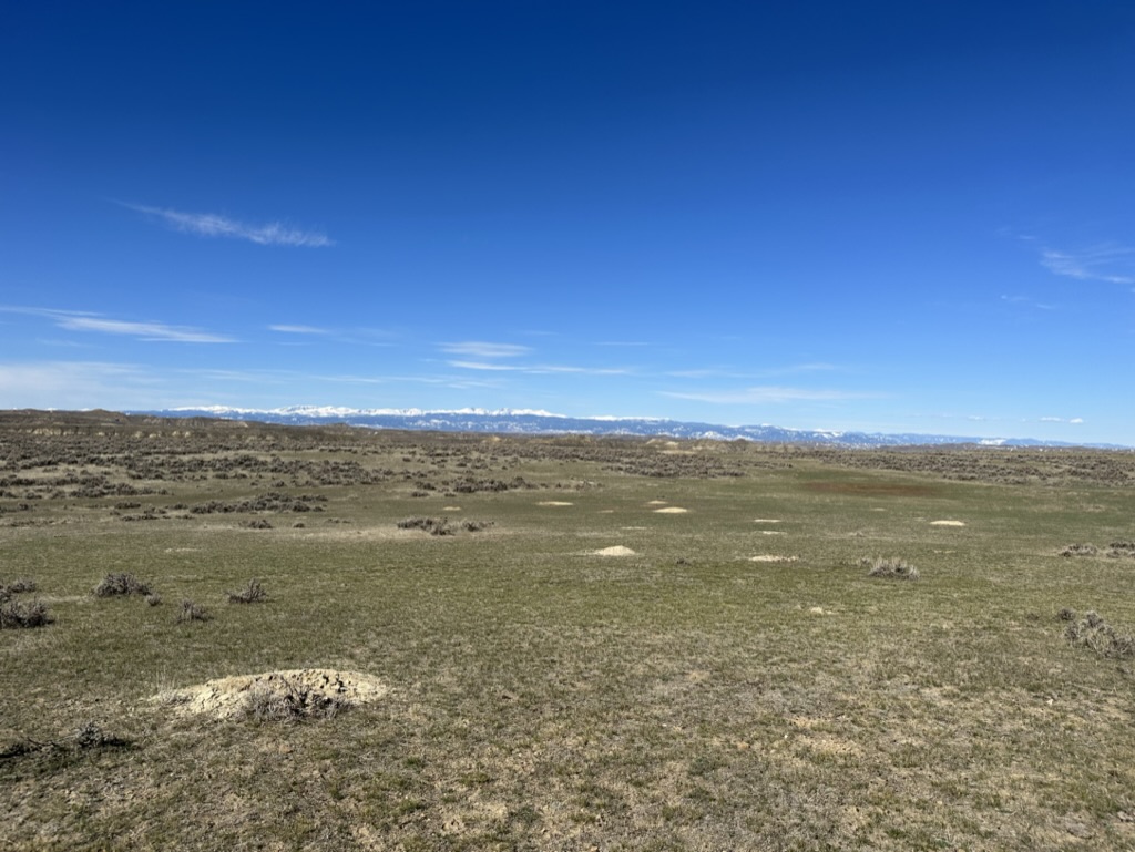 DDE17974-3045-45BE-B1B6-09F81FAF1C47_1_105_c prairie dog town